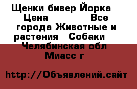 Щенки бивер Йорка  › Цена ­ 30 000 - Все города Животные и растения » Собаки   . Челябинская обл.,Миасс г.